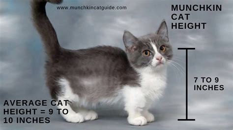 Much Munchkin Cats A Comprehensive Guide Munchkin Kitten Store