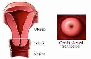 How To Check Your Own Cervix For Dilation Religionisland Doralutz