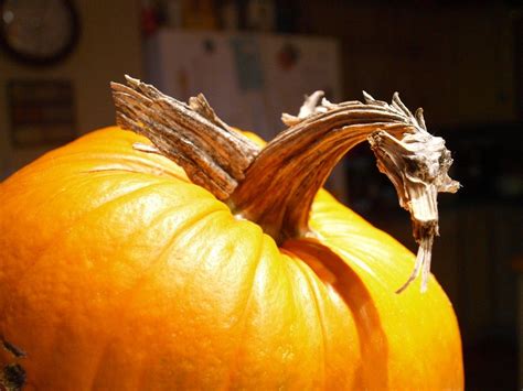 Dragon Pumpkin Carving My Style Pinterest