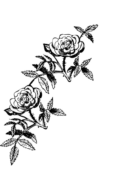 Roses On Vine Clip Art Image Clipsafari