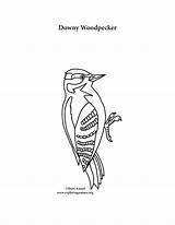 Coloring Woodpecker Downy Printing Template sketch template
