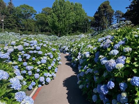 Tripadvisor has 537,402 reviews of gramado hotels, attractions, and restaurants making it your best gramado resource. Onde encontrar semente de hortênsia e outras plantas em ...