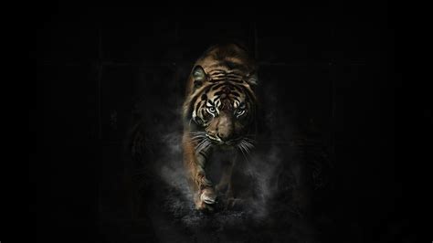 Image Wallpapersxl Angry Tiger Hd 236107 1920x1080
