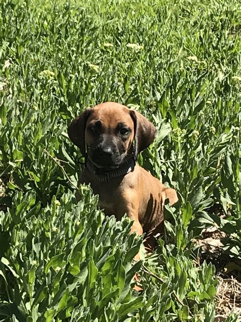 Labrador retriever · phoenix, az. Rhodesian Ridgeback Puppies For Sale | Phoenix, AZ #295325