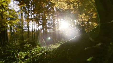 Early Morning Sun Comes Up Through Trees At Sunrise Time Lapse Stock