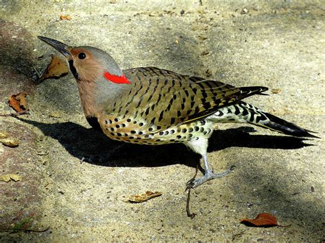 Male Yellow Shafted Northern Flicker Photograph By Linda Stern