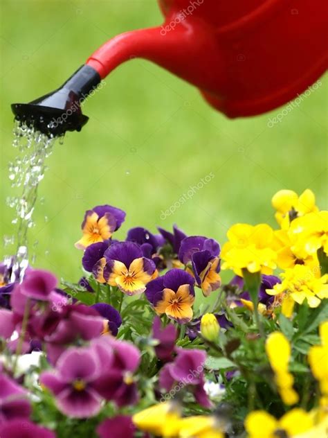Watering Flowers — Stock Photo © Laksen 2964186
