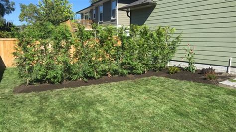 Privacy Hedge Planting Langley And Greater Vancouver