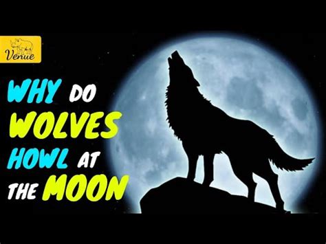 Why Do Wolves Howl At The Moon Fact Or Myth YouTube
