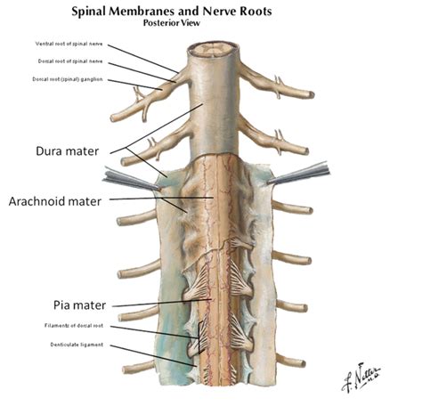 Sciatica and Disc Herniations: Understanding How to Prevent and Fix - 195 | Medici Enterprises