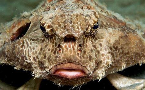 Worst And Horrible Deep Sea Creatures Worst Sea Creatures Sea
