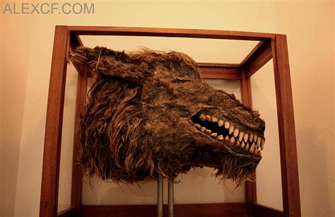 Preserved Lycanthrope Head — Merrylin Cryptid Museum