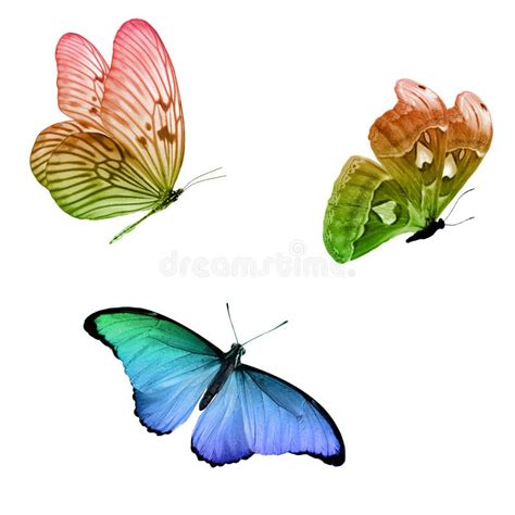 Three Tropical Butterflies With Colorful Wings Isolated On A White