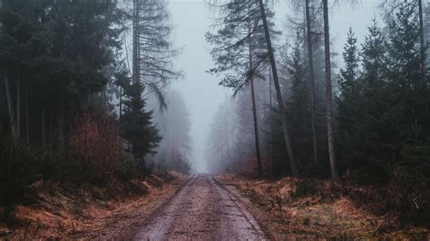 Wallpaper Fog Road Gloomy Forest Hd Widescreen High Definition