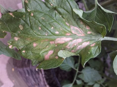 Yellow Spots On Tomato Leaves Bmp Name