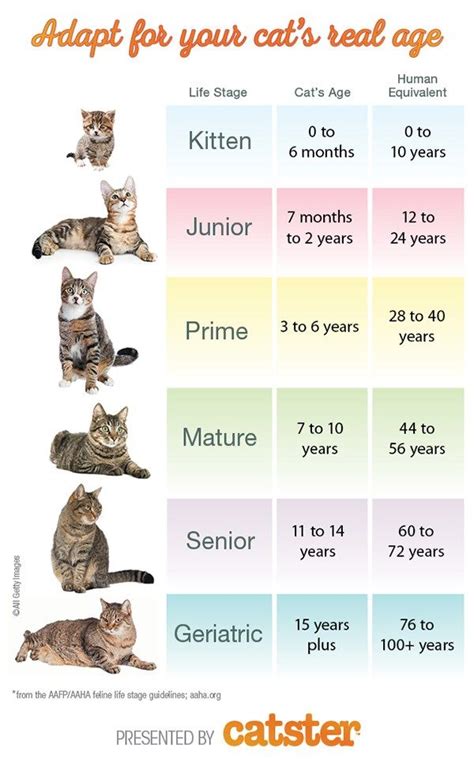 Kitten Age Chart By Week