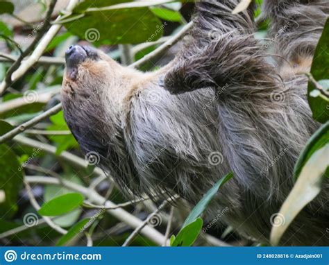 Sloth Animal Hanging On Tree Sloths Are A Group Of Arboreal