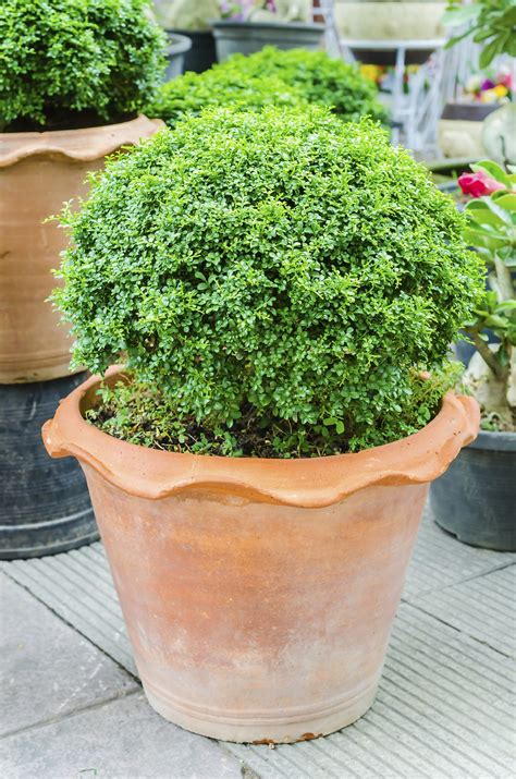 How To Grow Shrubs In Pots