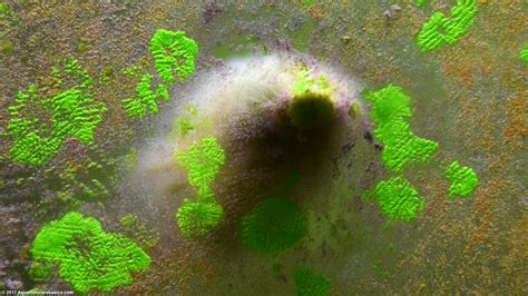 Green spot algae forms distinct circular dots that are very tough to scrape off while green dust algae is easily wiped/scrapped away though it may form a thick layer that is harder to clear. Aquarium Algae Buildup In A Freshwater Tank - Video