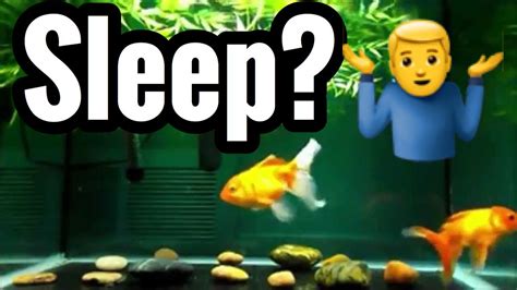 Do Goldfish Sleep Pet Fish Youtube