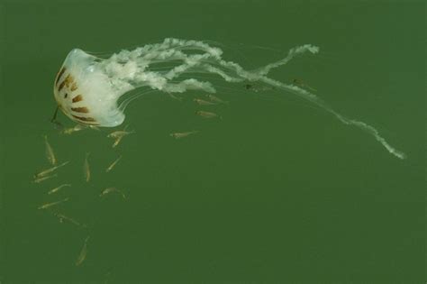 Stinger Jellyfish Season Arrives Along Gulf Coast A Real Pain For