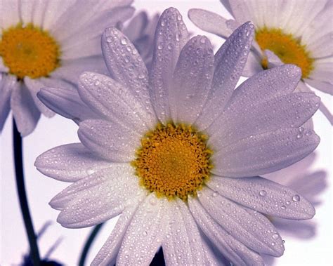 White Daisies Flowers Daises Water Drops Hd Wallpaper Peakpx