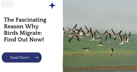 The Fascinating Reason Why Birds Migrate Find Out Now Unified Birds