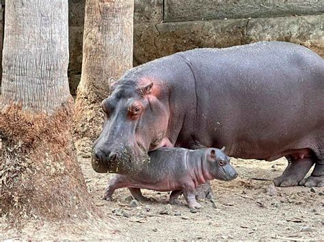 Hipopótamo De Nilo Nuevo Integrante Del Zoológico De Morelia