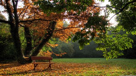 Brown Wooden Bench And Autumn Leaves On Grass Covered Field Near Tree