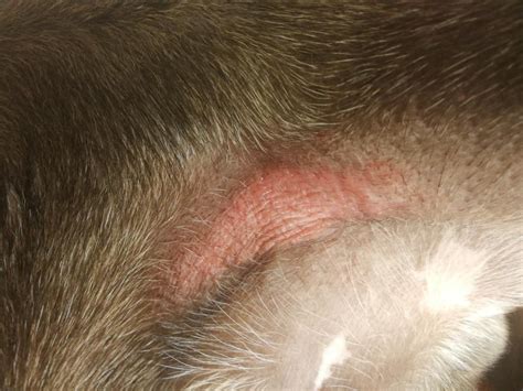 What Causes Rash On Dogs Belly