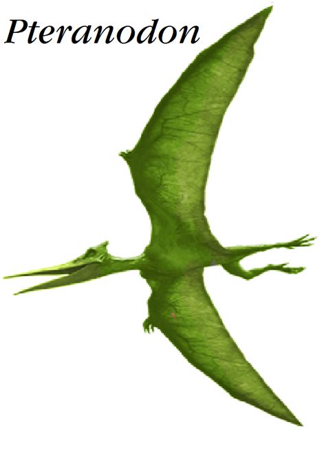 Dinosaur Train Pteranodon In Real Form By Vespisaurus On Deviantart