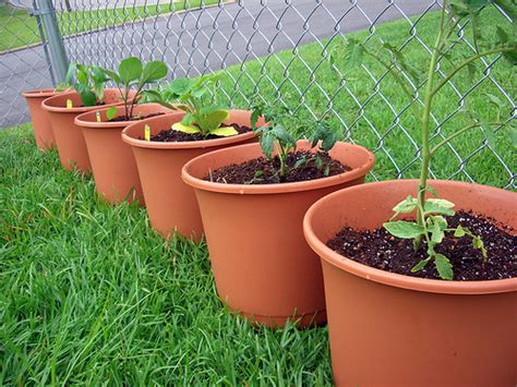 Container Vegetable Garden Containers Container