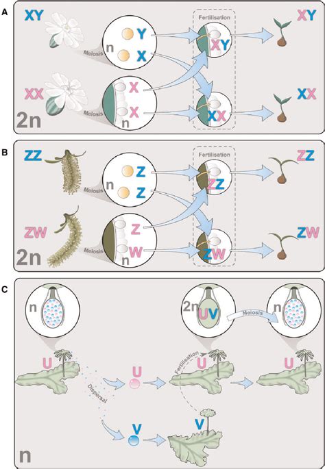 Figure 3 From The Evolution Of Sex Chromosomes And Dosage Compensation