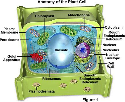 From the outermost layer of the cell wall, these layers are identified as the middle lamella, primary animal cells do not have a cell wall. Molecular Expressions Cell Biology: Plant Cell Structure