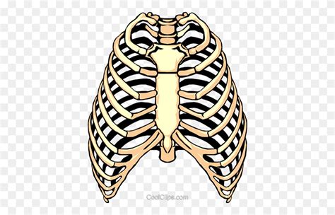 Anatomy Human Rib Cage Ribcage Ribs Skeleton Icon Rib Cage