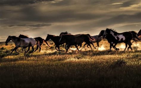 Wild Horses Desktop Wallpapers Top Free Wild Horses Desktop