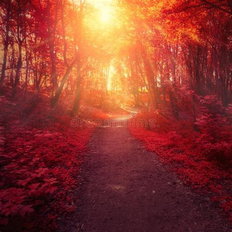 Photo About Red Forest Trees And Sun Light Between Branches Landscape