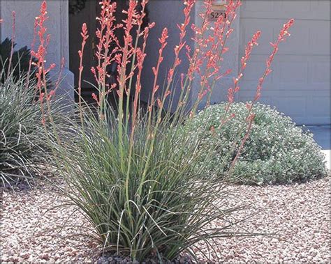 Below is a short list of my favorites. Red Yuuca for Sale | Arizona's Best Shrubs - Moon Valley ...
