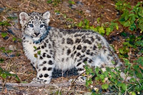 Jim Maurer Photographer Cats Snow Leopard Kittens
