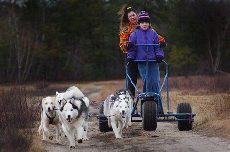 See The Wonderful Funny Dog Sled Pictures Hilarious Pets Pictures