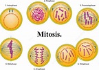 Mitosis | ¿Qué es la división celular? Fases y funciones de la mitosis