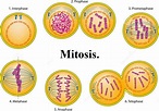 Mitosis | ¿Qué es la división celular? Fases y funciones de la mitosis