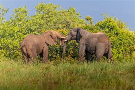 Wild African Elephant Stock Image Image Of Head National 247945921