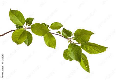 Apple Tree Branch With Green Leaves Isolated On White Backgroun Stock