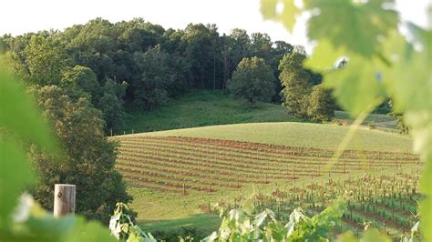 10 North Carolina Vineyards With Spectacular Views Wsoc Tv