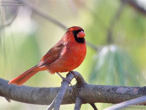 Northern Cardinal Cardinalis Cardinalis Male Adult Breeding Jabu307604