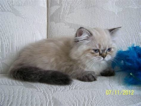 Kitten (s) must be pick up within a week of getting their health certificate, after that week. Beautiful himalayan Kittens for Sale in Pensacola, Florida ...