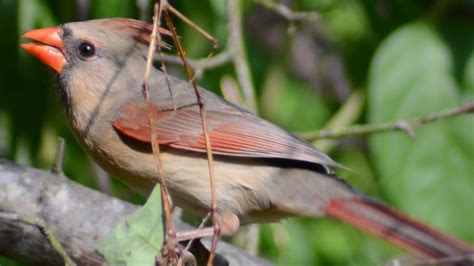 Female Cardinal Bird Singing Song Sounds Youtube