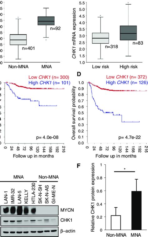 High Chk1 Expression Correlates With Mycn Status And Predicts Clinical