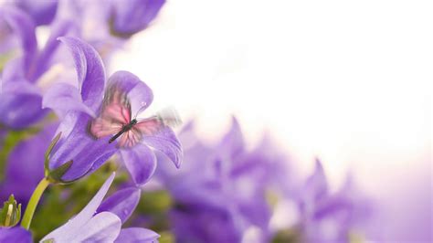 Purple Flowers White Background Hd Best Flower Site